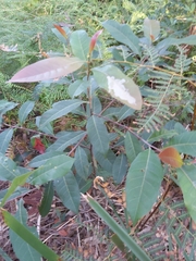Elaeocarpus reticulatus