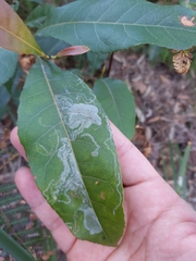 Elaeocarpus reticulatus
