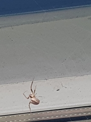 Zygiella x-notata
