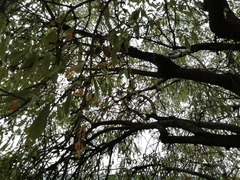 Prunus amygdalus