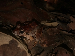 Limnonectes malesianus