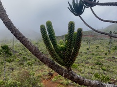 Araucaria montana