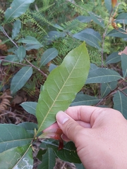 Elaeocarpus reticulatus