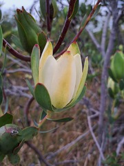 Leucadendron discolor