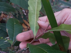 Elaeocarpus reticulatus