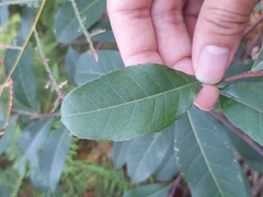Elaeocarpus reticulatus