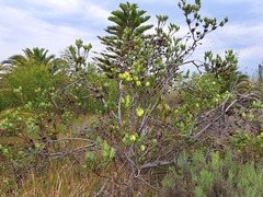 Leucadendron discolor
