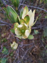 Leucadendron discolor