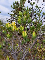 Leucadendron discolor