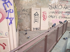 Columba livia domestica