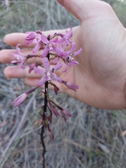 Dipodium roseum