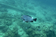 Dascyllus trimaculatus