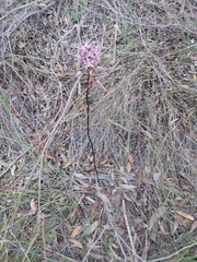 Dipodium roseum