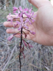 Dipodium roseum