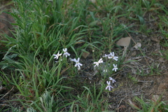 Jamesbrittenia filicaulis