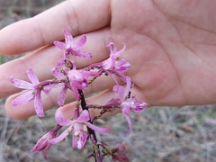 Dipodium roseum