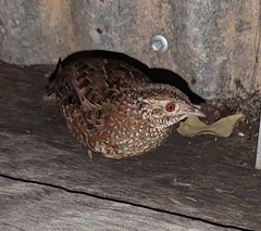 Turnix varius
