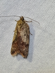Oligoloba severa