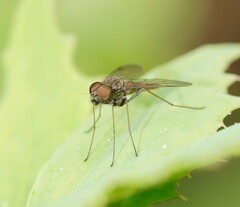 Chrysopilus