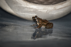 Occidozyga martensii