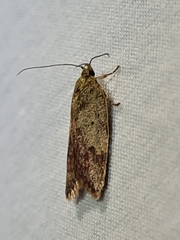 Oligoloba severa