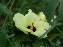 Hibiscus calyphyllus