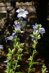 Campanula austroadriatica