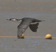 Phalacrocorax fuscescens