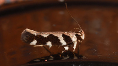 Macrobathra bigerella
