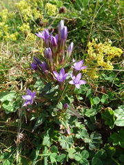 Gentianella austriaca
