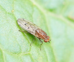 Heleomyzidae