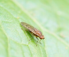 Heleomyzidae