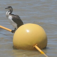 Phalacrocorax fuscescens