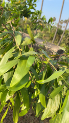 Acacia auriculiformis