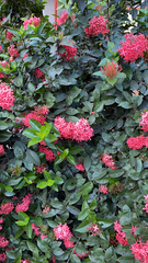 Ixora coccinea