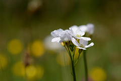 Cardamine pratensis