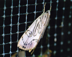Dichogama redtenbacheri