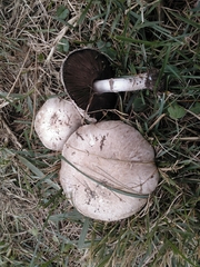 Agaricus