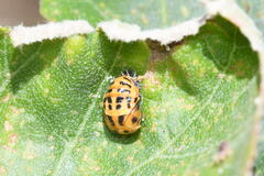 Harmonia
