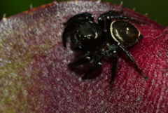 Zenodorus orbiculatus