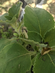 Arvelius albopunctatus