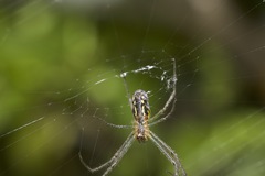Leucauge dromedaria