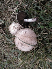 Agaricus