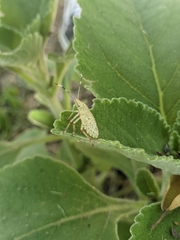 Arvelius albopunctatus