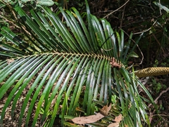 Macrozamia lucida