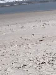 Thinornis cucullatus