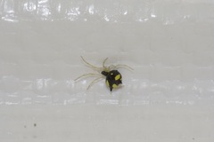 Theridula