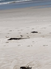 Thinornis cucullatus