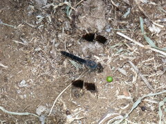 Brachythemis leucosticta