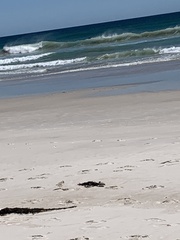 Thinornis cucullatus